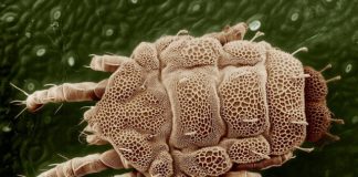 Jak chronić alergika przed roztoczami?