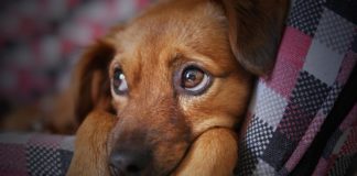 Przeciwdziałanie alergii na psa