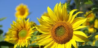 Objawy alergii na słonecznik