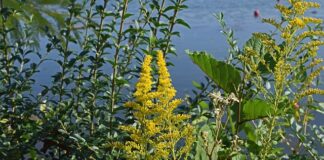 Alergeny i stres a egzema