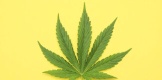 Kilka porad przed zakupem kolekcjonerskich nasionek marihuany