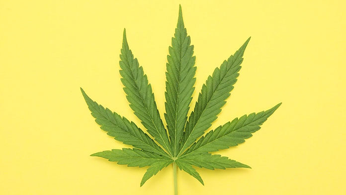 Kilka porad przed zakupem kolekcjonerskich nasionek marihuany