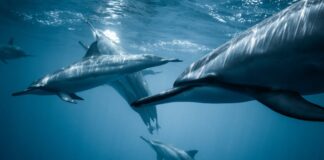 Dlaczego biszkopt opada pod koniec pieczenia?