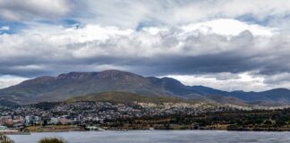 Jak duża rośnie żurawina?