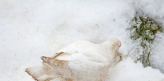 Kiedy najlepiej jesc serek wiejski?