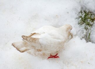 Kiedy najlepiej jesc serek wiejski?