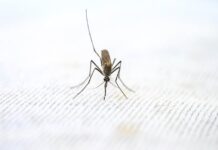 Czy febra i malaria to jest to samo?