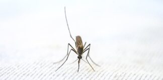 Czy febra i malaria to jest to samo?