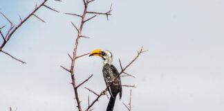 Czy można jeść dużo białego sera?