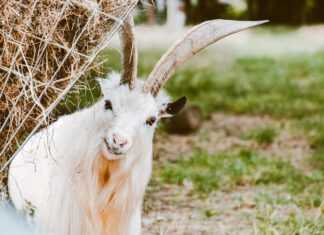 Gdzie kupic bialy barwnik spozywczy?