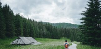 Jak uzyskac zielony kolor ciasta?