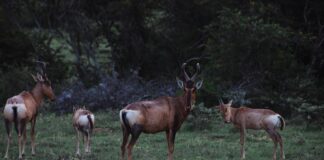 Dlaczego ser się nie topi?