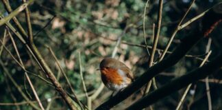 Czy jagody robia zatwardzenie?