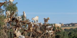 Czy bakalie to owoce?