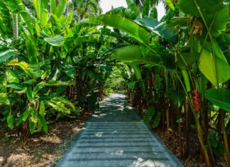 Z czym nie łączyć banana?