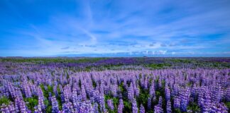 Gdzie wyrzucić łupiny pistacji?