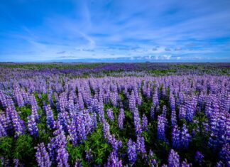 Gdzie wyrzucić łupiny pistacji?