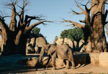 Co to jest baobab W pustyni iw puszczy?