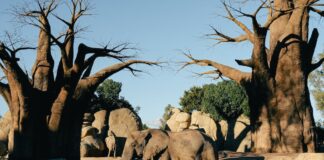 Co to jest baobab W pustyni iw puszczy?