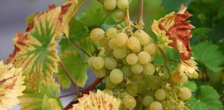 winogrona w czekoladzie