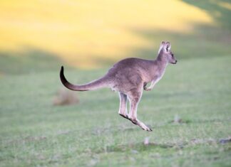 Co nam daje skakanie na piłce?