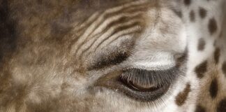 Jak usunąć plamy z potu z materaca?