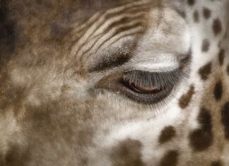 Jak usunąć plamy z potu z materaca? Jak usunąć plamy z potu z materaca?