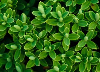 Czy w Hebe jest płyn do soczewek?