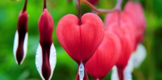 Czym płukać krwawiące dziąsła?