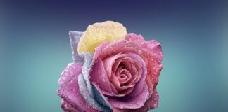 Czy płatki pod oczy można stosować codziennie?