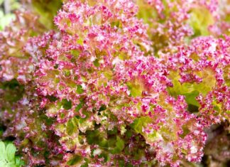 Czy pościeli pranie na lewej stronie?