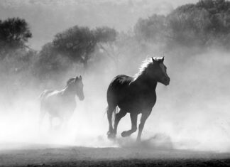 Czy można palić bez waty?