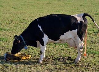 Co zrobić żeby szybciej odeszły wody?