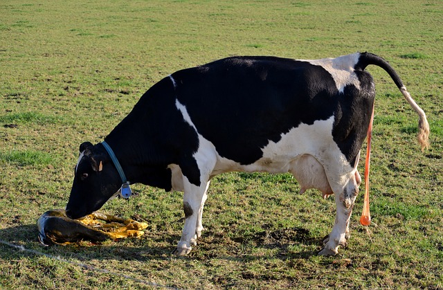 Co zrobić żeby szybciej odeszły wody? Co zrobić żeby szybciej odeszły wody?