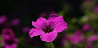 Czy po Płatkach pod oczy nakładać krem?