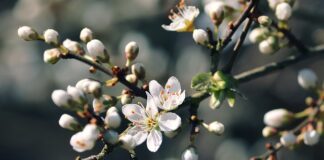 Czy Octenisept jest dobry na trądzik?