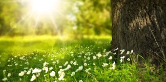 Co to jest belka Doldera?