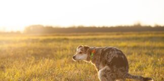 Jak usunąć plamy z moczu na materacu?