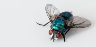 Ile kosztuje ścierka z mikrofibry?