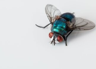 Ile kosztuje ścierka z mikrofibry?