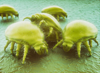 Co to są roztocza i jak się ich pozbyć? roztocza